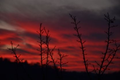 tramonto-alberi